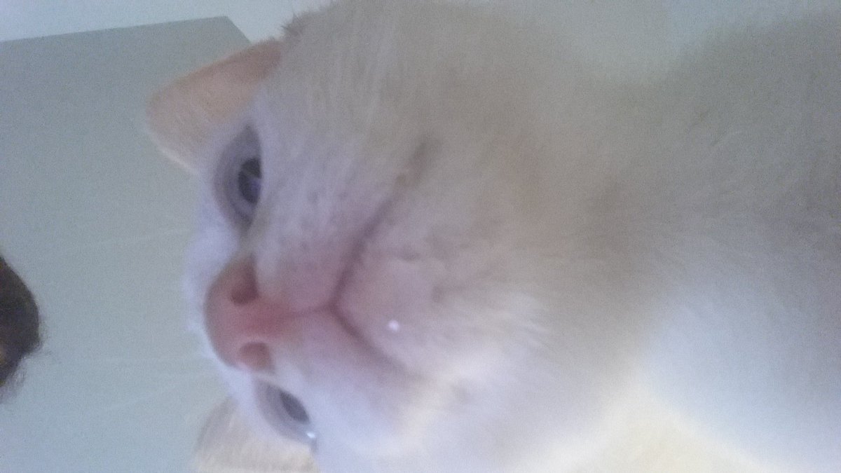 alfagee's tweet photo. @gooseydotgov All the goodest boys have pink noses https://t.co/xH1io9t1Zv