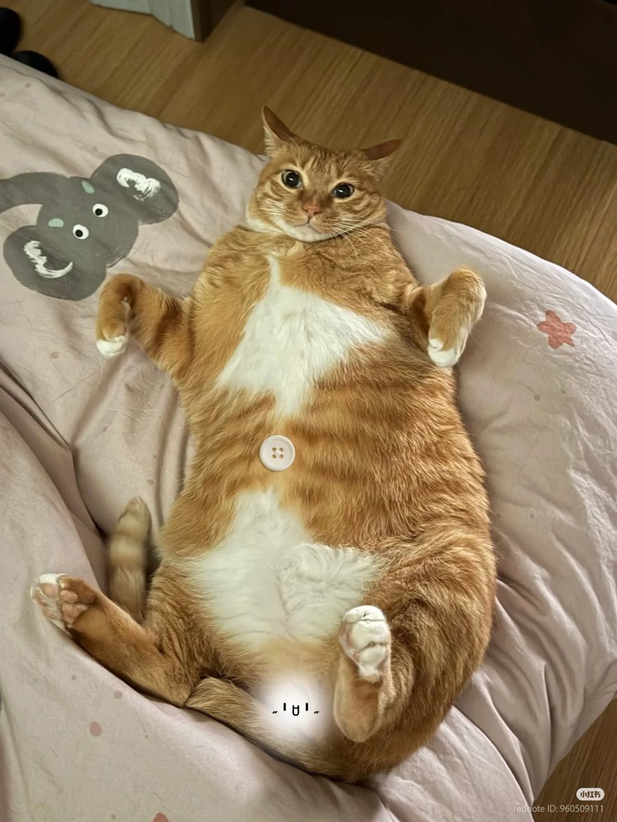 No Context Cats tweet media