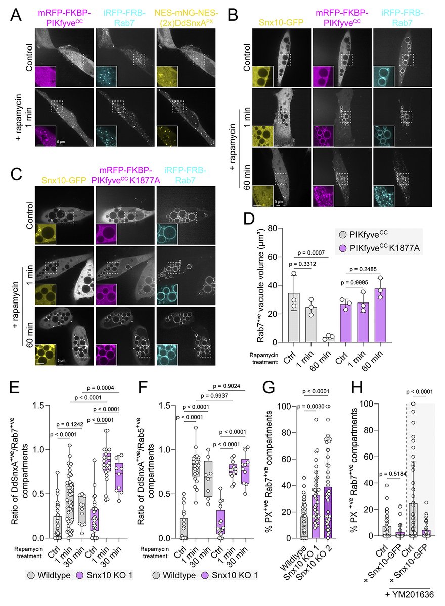 JCellBiol's tweet photo. Sorting nexin 10 regulates lysosomal ionic homeostasis via ClC-7 by controlling PI(3,5)P2. From Jing Ze Wu, Sergio Grinstein, Spencer Freeman @spencerfreeman.bsky.social and colleagues: https://t.co/4CZY4tWFyx 

📕 In #Lysosomes 2026: https://t.co/eOju8D3Ts8 https://t.co/2p58utxUHz