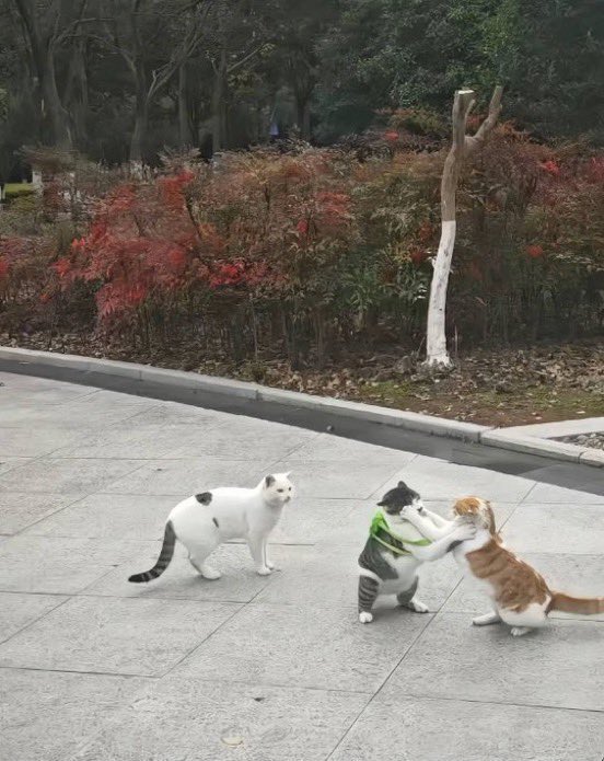 癒される動物 tweet media