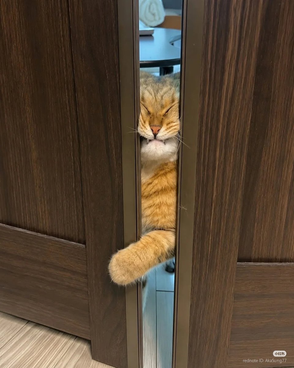 No Context Cats tweet media