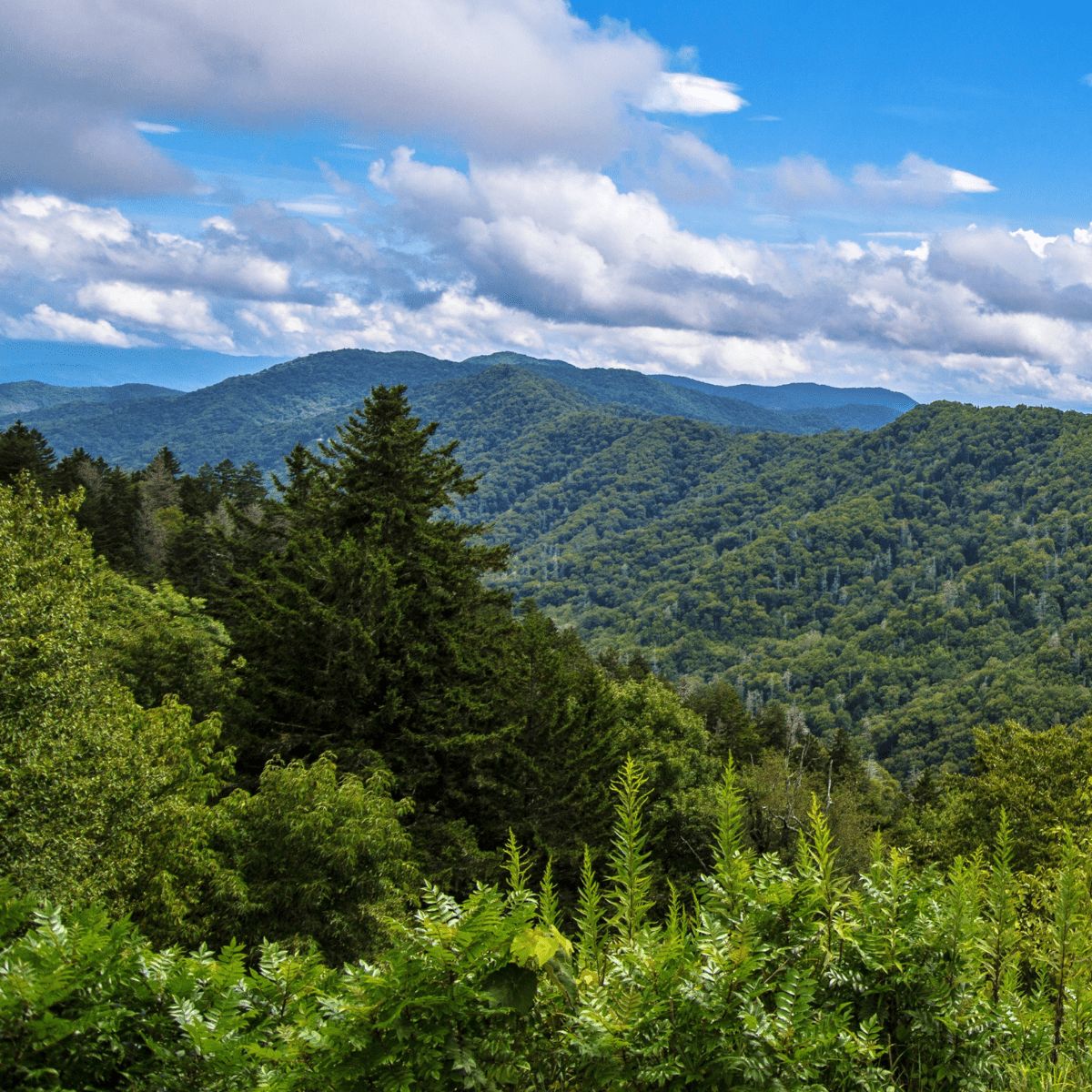 devinefairytale's tweet photo. Excited to share my ultimate Pigeon Forge Travel Guide! From Dollywood to stunning hiking trails, this place has it all! Check out my blog post for the best spots to visit in this charming town. https://t.co/ykiEIb4vMu https://t.co/olTfs3xdnS