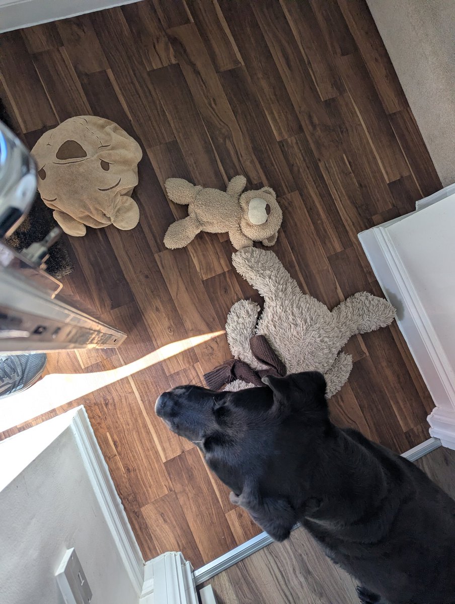 ablacktale's tweet photo. The welcoming committee when Mum and Dudley returned from hydrotherapy 🥰 I couldn't decide which teddy to bring them 😂 https://t.co/RxWPZMCkNV