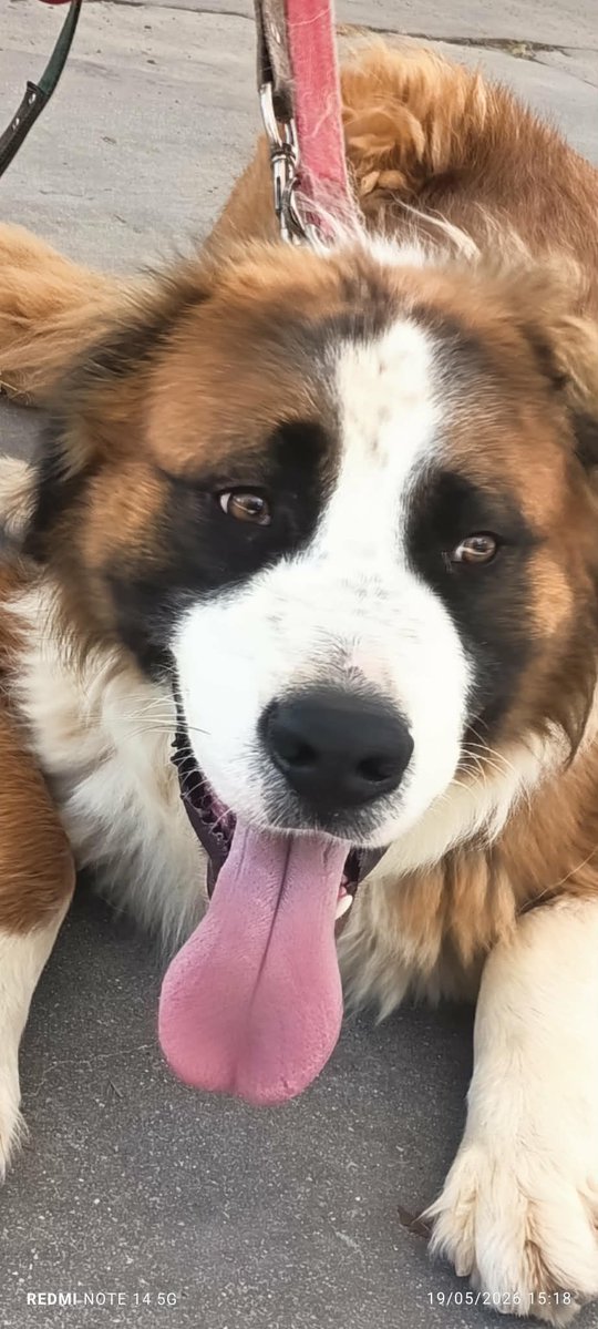 rescuedoggypaws's tweet photo. Beautiful Benji still waiting in Greece for his forever home -2 yrs old
The Rescue have been paying for Benji for over a year now at a fosters in Greece. He can live with cats. Needs a quiet home at first to give time to adjust but loves people
savingsaintsrescueuk@outlook.com https://t.co/bSq5tn7Z2F