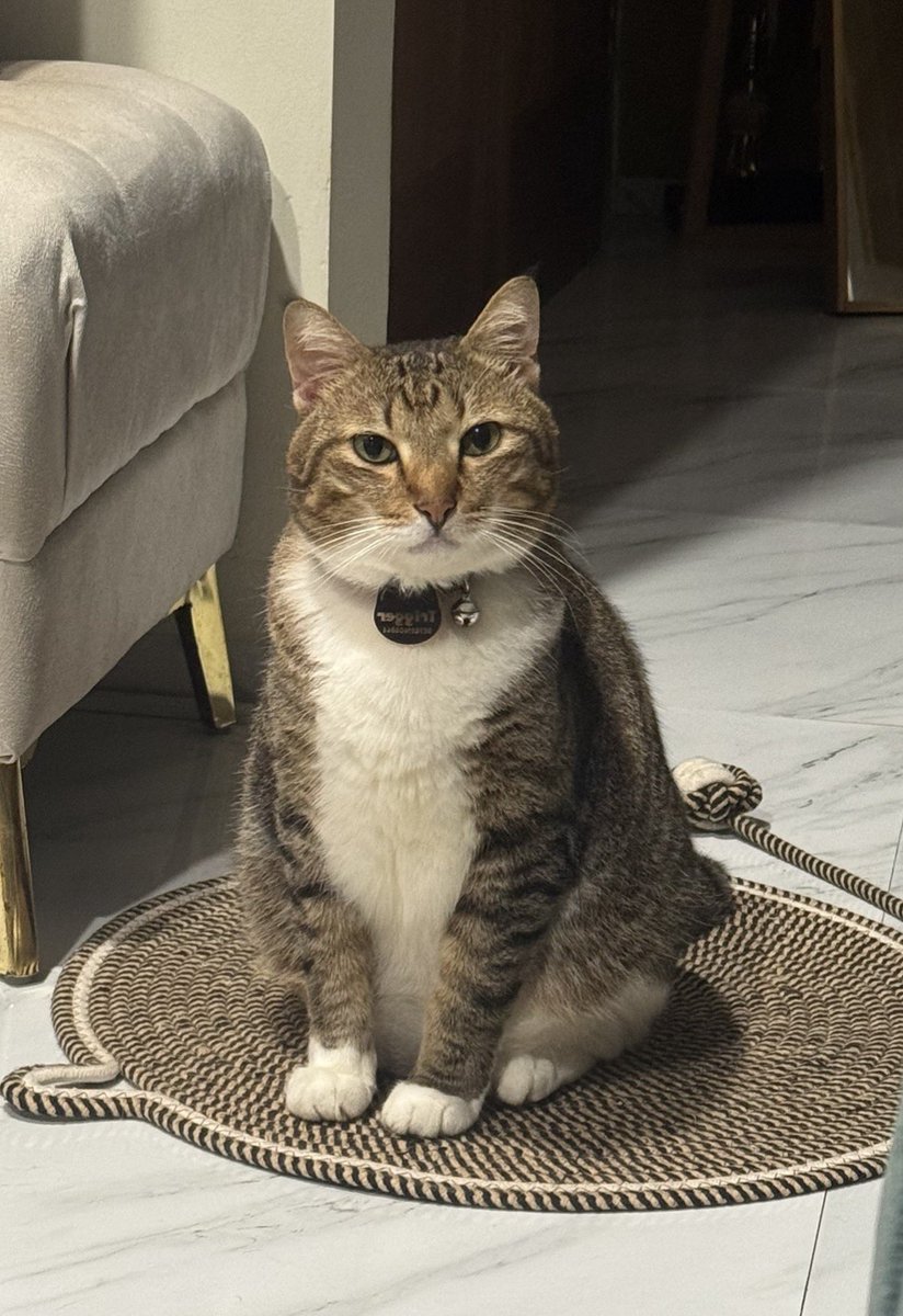 dannysreza's tweet photo. drop you and your pet https://t.co/hydWpW1w8t