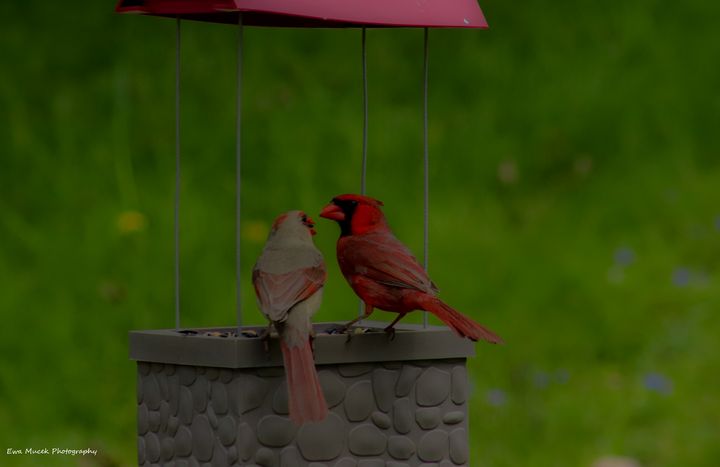 _N0OOOPE's tweet photo. Art of the Day! "Cardinal Love". Buy at: https://t.co/Cqyiq9vxac https://t.co/X5kEuqE5Tp