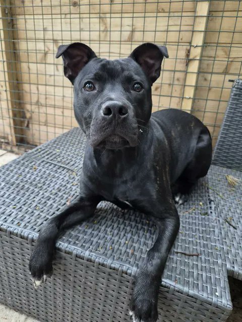 Rescue dogs for rehoming tweet media