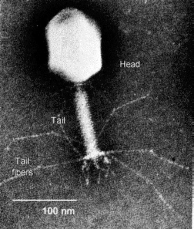 Mathonymics's tweet photo. Why do Viruses looks like some Aliens with big head and stick like body? https://t.co/nUC7fhuDRZ