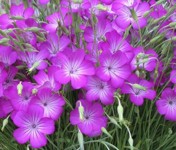 Botanichka's tweet photo. Агростемма обыкновенная «Пурпурная Королева» (Agrostemma githago 'Purple Queen')

Изящное, высокодекоративное однолетнее травянистое растение с тонкими, ветвистыми серебристо-зелеными стеблями и крупными воронковидными цветами насыщенного пурпурно-розового цвета.

#растение https://t.co/g62ecglmUx