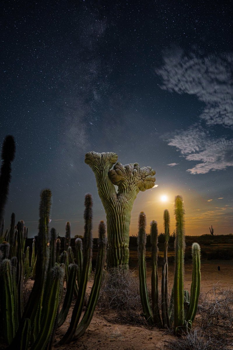 GGerardox2's tweet photo. Una de mis fotos favoritas y más nostálgicas por qué ese Sahuaro doble crestado ya murió. 
Vía láctea, luna, nubes y mi hermoso desierto de Sonora🌵❤️ https://t.co/9znYXAw0jz