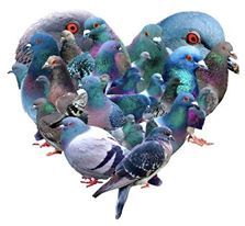 Sparrow tweet media