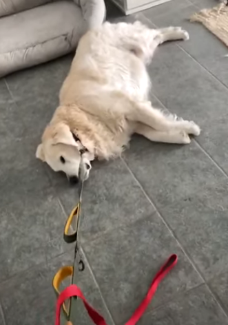 GoldenRatioOTD's tweet photo. 27/5/20 On this day: Brody did not want to participate in the Brody Unloady walks https://t.co/g0r9oGzGKk