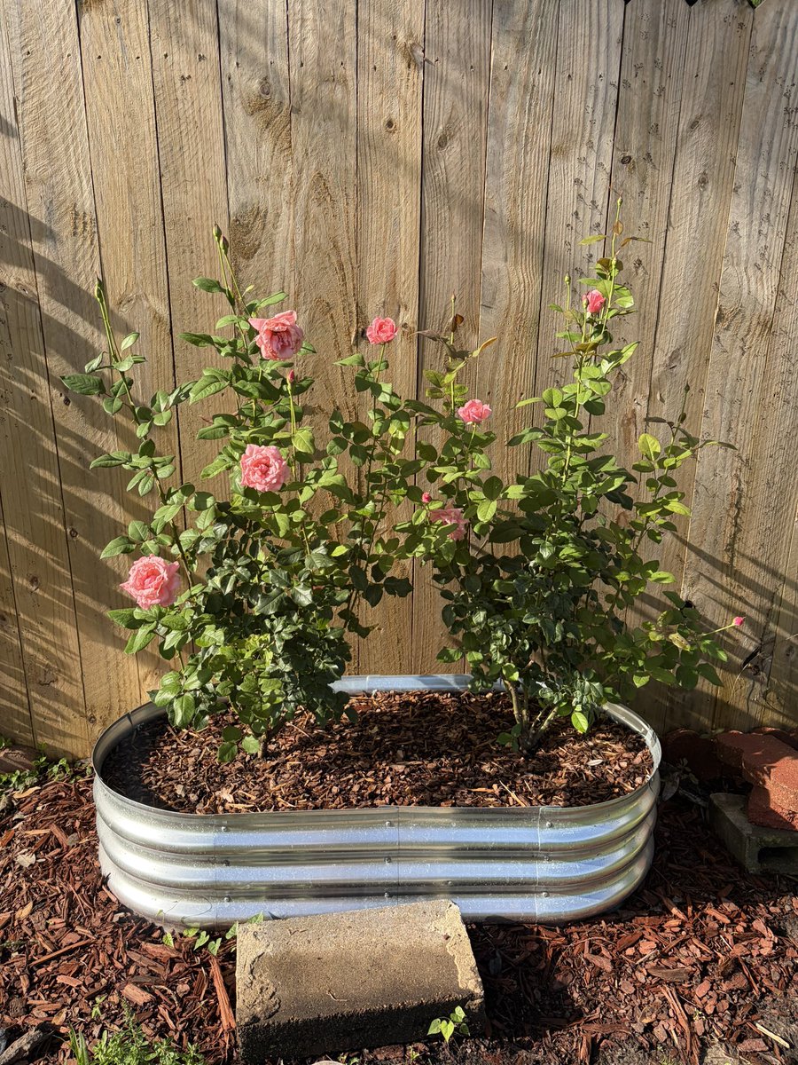 missyncj's tweet photo. I’ve unlocked a new level of old age. Gardening has taken over. My new hobby buying dying plants on clearance at Lowe’s and bringing them back to life!!!🌻👩‍🌾🪴🤣 https://t.co/gy8SKZWowh
