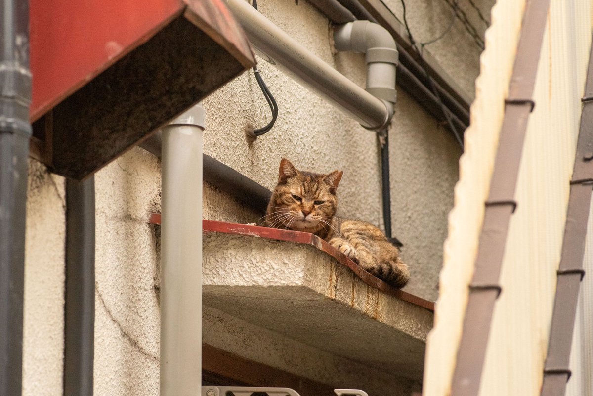 コーキ tweet media