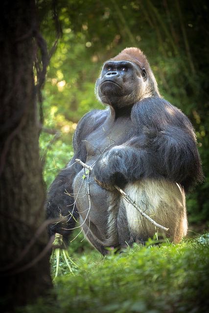 Gorilla 🦍 tweet media