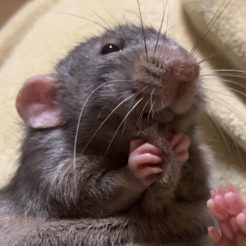 村上ラット🐀🐁 tweet media