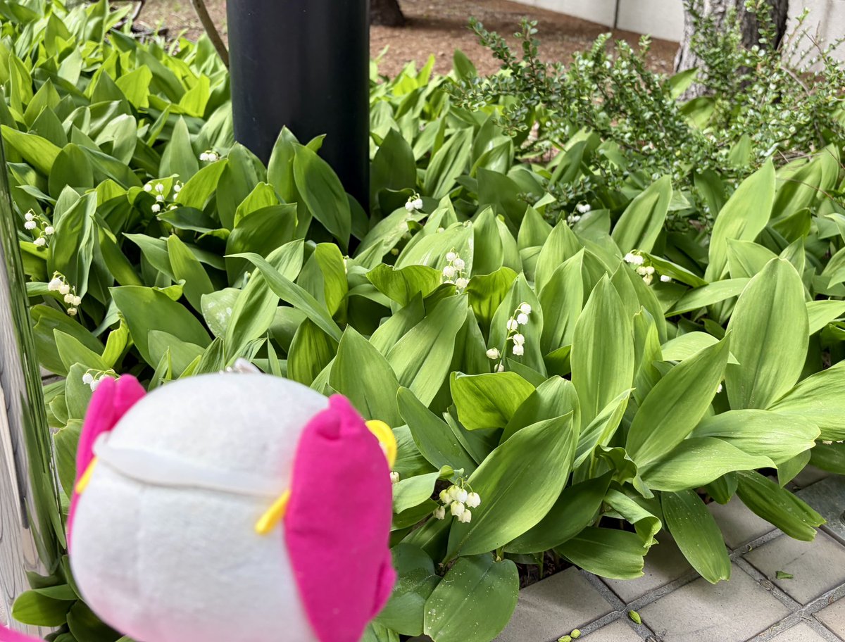 tomostart's tweet photo. 今年も咲いたわー😎🌸
毎年、同じ場所に同じように咲く #スズラン は、今が見頃ソメよ

#ソメイティ https://t.co/vjeMErPJr0