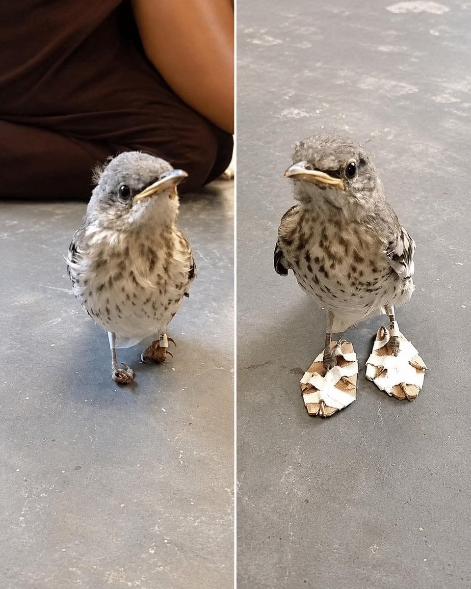 CrazyVibes_1's tweet photo. He could barely stand.

When rescuers found this young mockingbird, its feet were badly deformed, making every step a struggle. But instead of giving up, veterinarians came up with a tiny solution: miniature “snow shoes” designed to gently guide its feet back into the correct position.

For one week, the little bird wore these unusual shoes, taking small steps towards a second chance.

And it worked.

By the end of the treatment, its feet had realigned, and for the first time, it could walk on its own.

A reminder that sometimes, the smallest acts of care can change an entire life. 🐦❤️