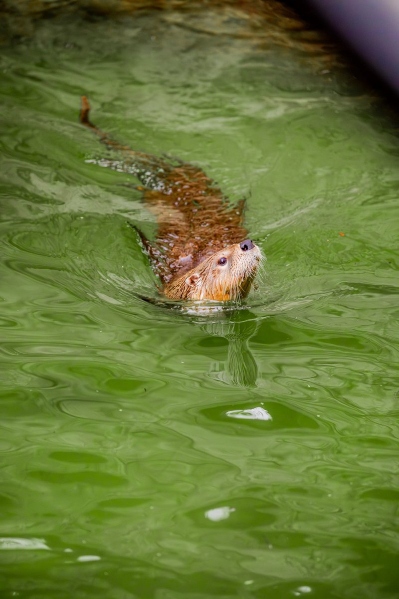 TulsaZoo's tweet photo. Today is #WorldOtterDay! 🦦🌎 North American river otters help maintain balance in aquatic habitats as predators, and their presence can be a sign of a healthy waterway. We’re proud to care for Flo! Join us for keeper chats every Thursday in June at 2 p.m. (excluding June 25). https://t.co/ULxjpPaTnB