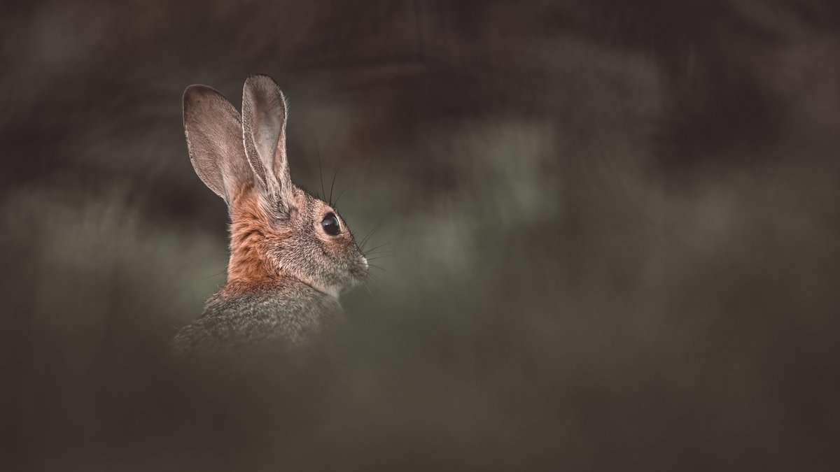 aHeartSoFull's tweet photo. Today's Photo Challenge is RABBIT'S.  

Do you have a favorite Rabbit image? QP it or Drop it. 👇

Ok I heard you all, my Jackrabbit is a Hare not a rabbit, I get it.  So here ya go. Here is a COTTON TAIL https://t.co/fUqdXUa1Kl