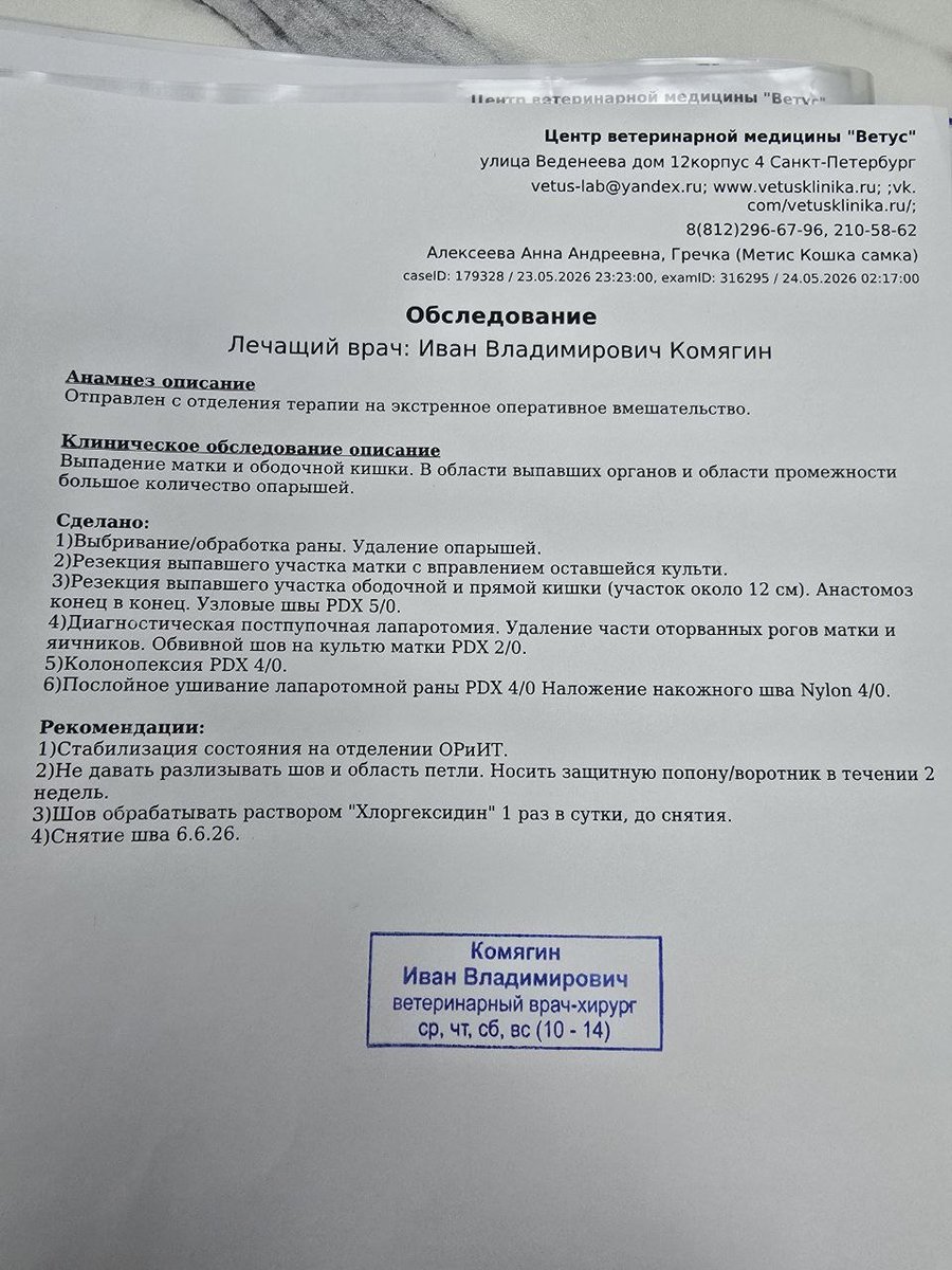 Che_Love_Coffee's tweet photo. Настал тот день, когда уже не я кидаю на котиков, а вынужден просить кинуть на котиков 🥲🥲🥲

Лонгстори шорт: у маман на даче пришла кошка, заползла на кровать и решила, что там и будет умирать. https://t.co/EmkWPUfKFd