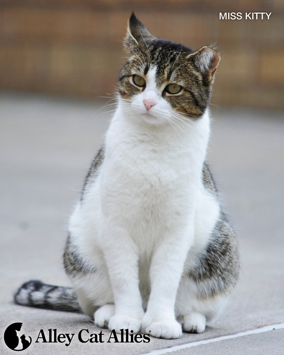 alleycatallies's tweet photo. If you see a sick or injured cat outdoors, swift action could save their life...

✅ Contact a veterinarian immediately. If your usual community cat-friendly veterinarian is not open or available at the time, you may have to take the cat to an emergency veterinary facility.

❌ Do not bring a sick or injured community cat indoors instead of consulting a veterinarian.
❌ Do not medicate cats with DIY remedies. ALWAYS consult with a veterinarian before treating a cat.
❌ Do not treat cats with human medications unless directed by a veterinarian. 
❌ Do not treat cats with medications for other animals. 

Our How to Help Sick or Injured Cats Outdoors guide is here to help. It's at your fingertips at https://t.co/brblnoObYb