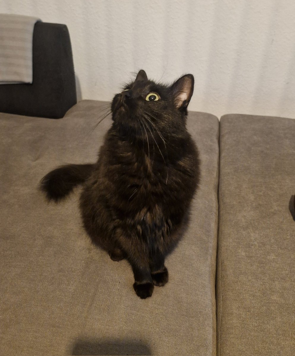 MEYVİS 🦇(em birimç vampiv) #YasayiGeriCek tweet media