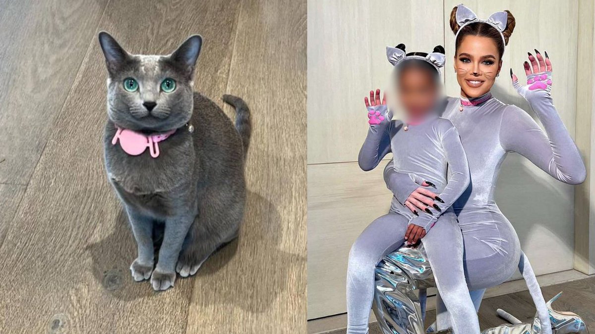 24_morelos's tweet photo. CRITICAN A KHLOÉ KARDASHIAN POR QUITARLE LAS GARRAS A SUS GATOS

La socialité #KhloéKardashian ha generado polémica en redes sociales luego de revelar en su podcast que sometió a sus gatos al “#declawing”, una cirugía que consiste en amputar las garras de los felinos.

Aunque Kardashian aseguró que cuando autorizó el procedimiento para sus #mascotas, no contaba con la información suficiente ni con experiencia en el cuidado de gatos, internautas la han criticado fuertemente y la señalan por presunto maltrato animal.

Cabe destacar que esta práctica está prohibida en diversas partes de #EstadosUnidos debido a los riesgos que representa para los animales. Entre las consecuencias más comunes se encuentran dolor crónico, problemas para caminar, estrés, ansiedad, cambios de comportamiento y dificultad para defenderse.

Las garras son esenciales para los #gatos, ya que les ayudan a mantener el equilibrio, estirarse, marcar territorio y protegerse.