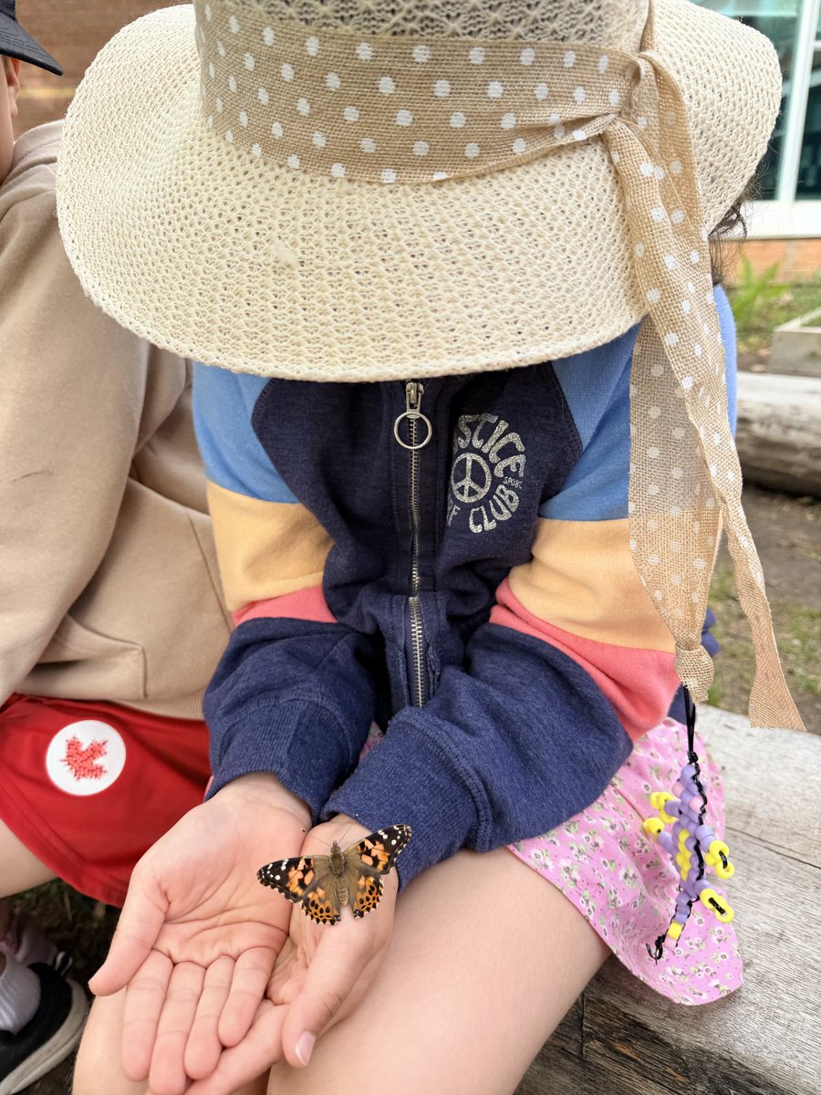 MrsWalkerOCSB's tweet photo. After observing the life cycle of our butterflies over the past few weeks, today was finally the day to release them. We wish you well little ones! ππ¦ @StAnneOCSB @stannecouncil
#ocsbScience #lifecycle #butterflies https://t.co/qBNQleqosx