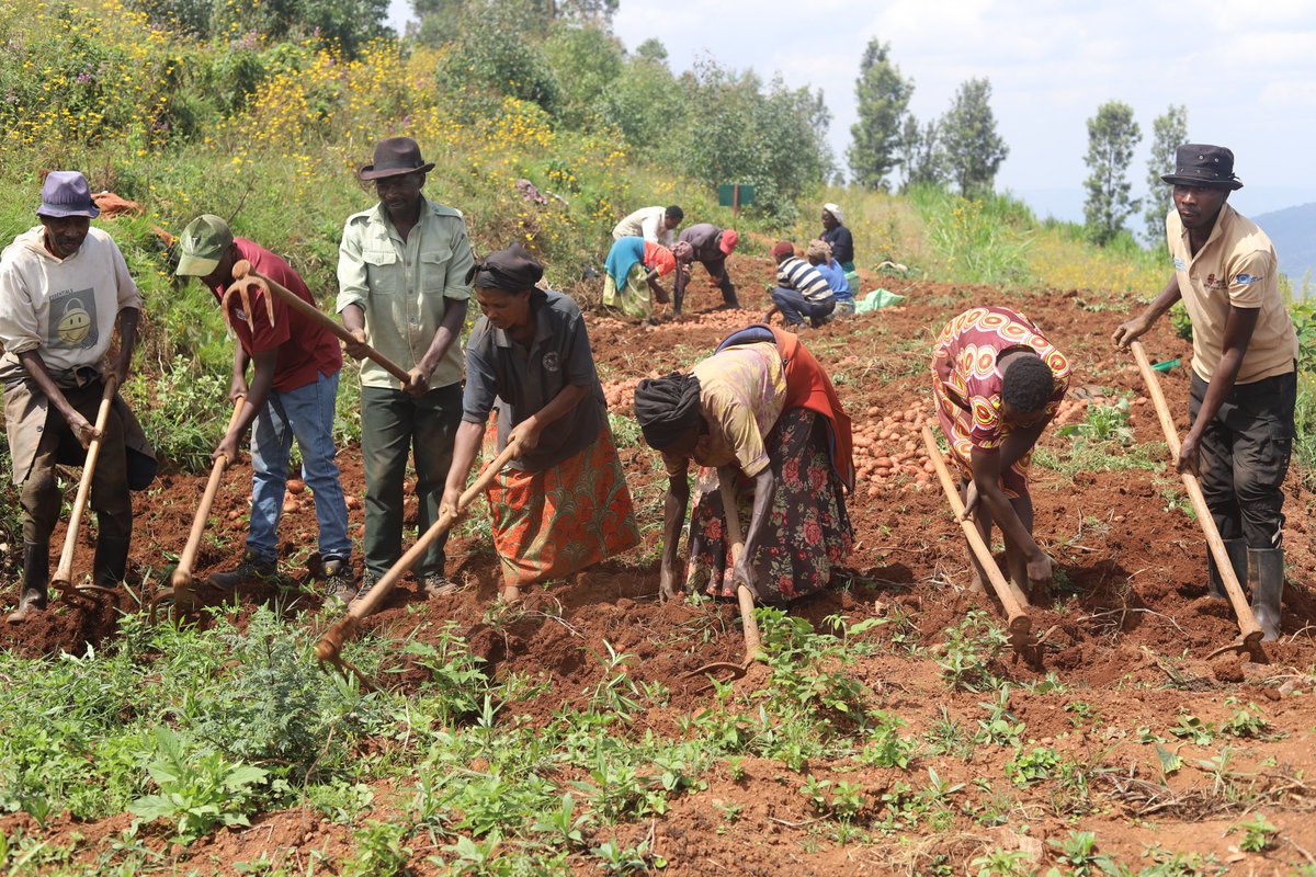 CByumba's tweet photo. 1/3: None abagize #KOAHIRU bazindukiye mu gikorwa cyo gusarura imbuto y'ibirayi iri ku rwego rwa #pre-base aho bishimiye umusaruro nyuma yo guhinga minitubers nazo zari zarasaruwe muri #greenhouse ya koperative yubatswe ku nkunga ya @EUinRW  ku bufatanye na @rulindodistrict ... https://t.co/JF3GxZCnA8
