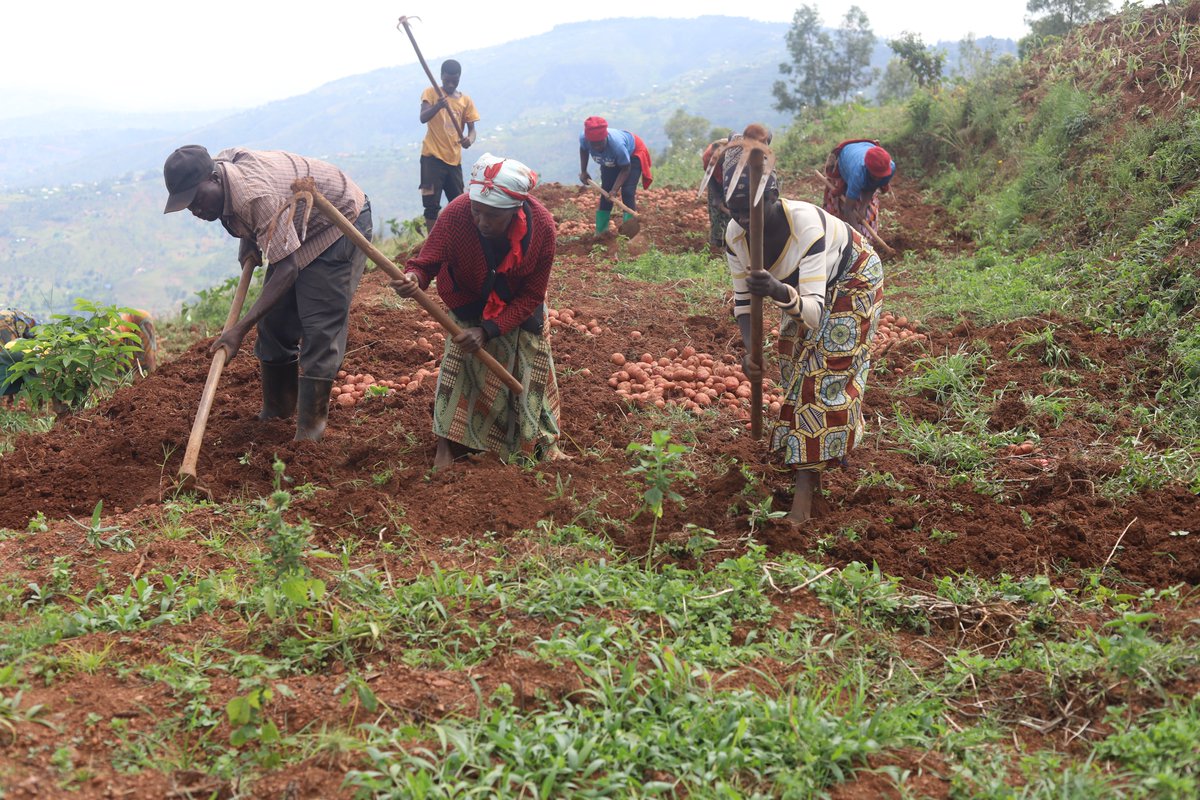 CByumba's tweet photo. 1/3: None abagize #KOAHIRU bazindukiye mu gikorwa cyo gusarura imbuto y'ibirayi iri ku rwego rwa #pre-base aho bishimiye umusaruro nyuma yo guhinga minitubers nazo zari zarasaruwe muri #greenhouse ya koperative yubatswe ku nkunga ya @EUinRW  ku bufatanye na @rulindodistrict ... https://t.co/JF3GxZCnA8