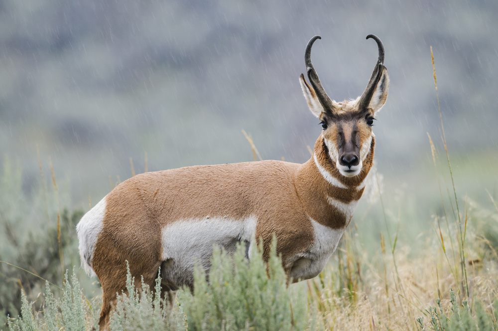 EmbCanSV's tweet photo. 🦌 ¡Conoce al animal terrestre más rápido de Norteamérica! El Berrendo puede alcanzar casi 100 km/h en las praderas canadienses. ¡Es una especie única en el mundo! #CanadaElSalvador #VidaSilvestre 🇨🇦🇸🇻 https://t.co/f7Q1Cz9Mps