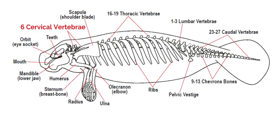 savethemanatee's tweet photo. It’s a fact! 
Manatees are unable to turn their head to the side and must turn their entire body around to look behind them. This is because unlike most other mammals, which have seven vertebrae in their neck, manatees have only six. Find more facts at https://t.co/8DspBpm8jq https://t.co/oGcZSvLkVd