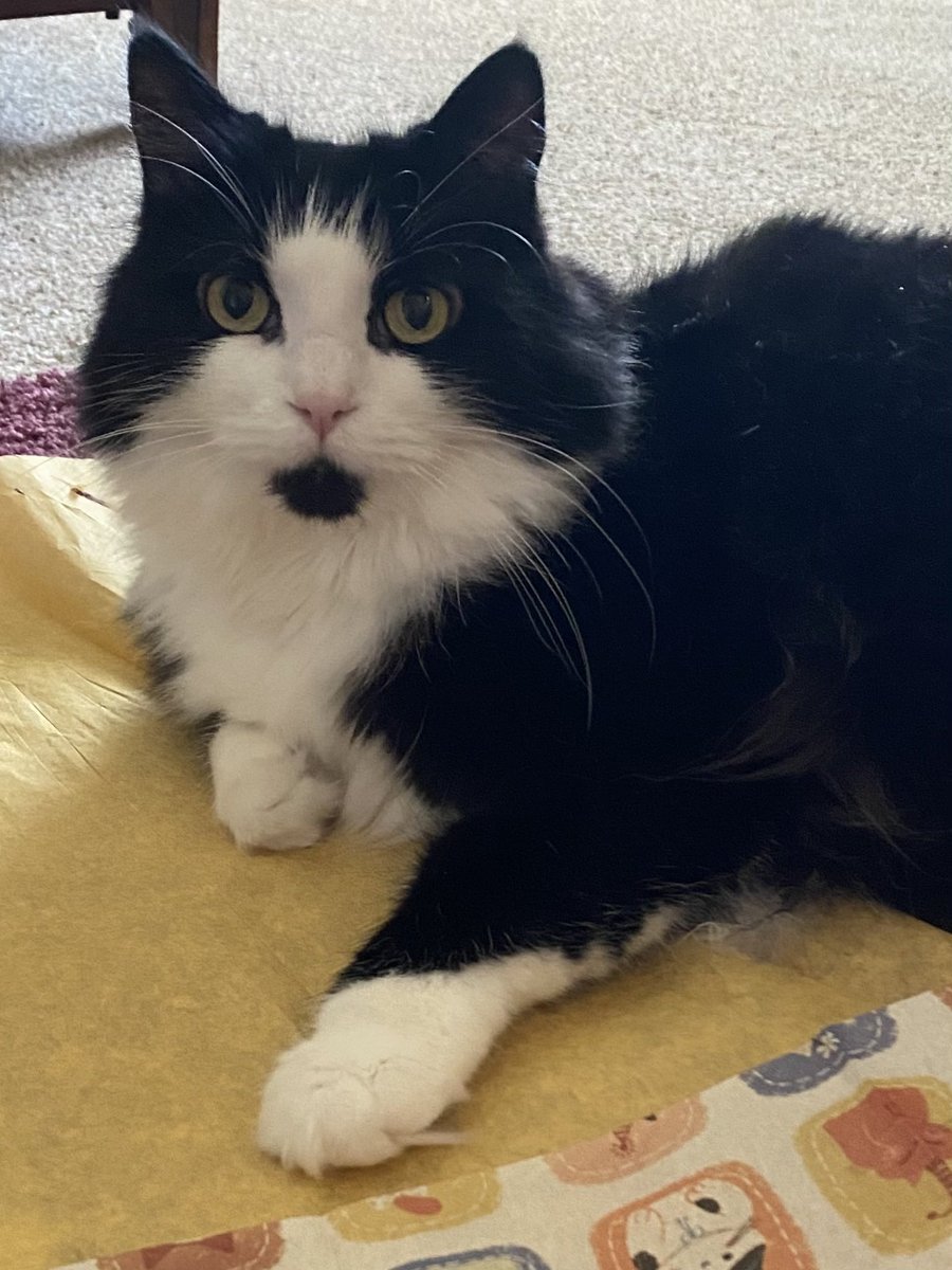 MemeCat99014509's tweet photo. 🐾Sending every~🐾~dee happy
     #WhiskersWednesday vibes!😺🐾
              🐾🖤🤍~Sally😽

#CatsOfX #CatsOfTwitter #AnimalLover #CatPosts #PetsOfX #Cats https://t.co/DIYTwVlRG5