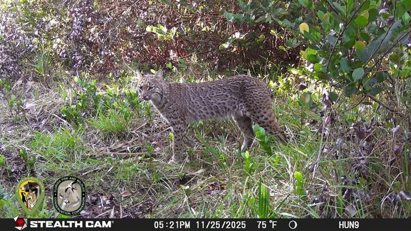 MyFWC's tweet photo. Introducing Florida Wildlife Watch 🐾

Florida Wildlife Watch is a new statewide effort to help document wildlife across Florida’s Wildlife Management Area system.

Trail cameras placed on WMAs are capturing wildlife in action, and participants like you can help identify what’s in each image through Zooniverse.

The information gathered helps support wildlife conservation and habitat management across Florida. #CitizenScience