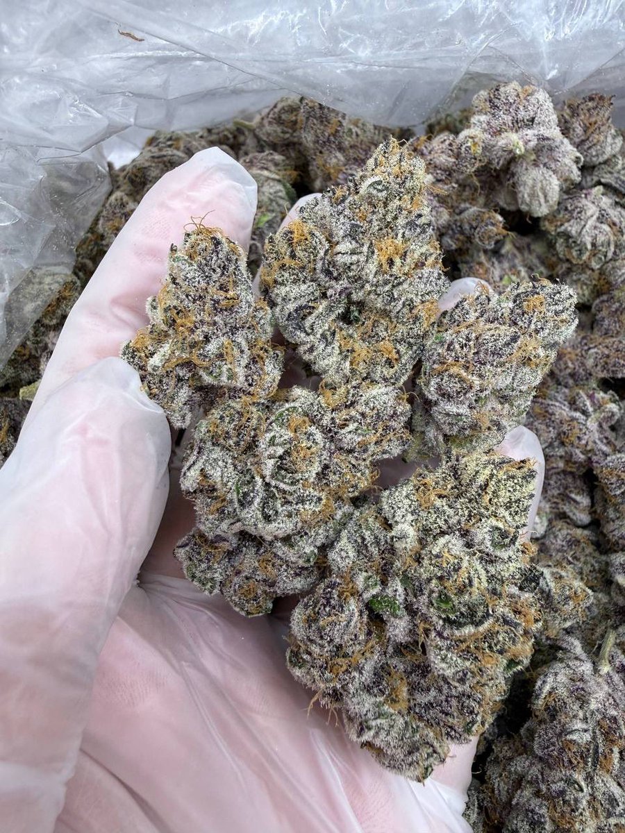 theplughtown's tweet photo. Houston SPRING BREAK📍 PLUG
3.5/25($35 if ur more than 30 mins away) 7/50 14/90 Zip/150 
2Zip/250

100 DOLLAR ZIP SPECIALS

#houston #houstontexas #htx #htxplug
#houstonplug #weed #htxweed #katyTx
#htxplug   #houston #tourism #baytowntx #houstontx #downtown #springbreakhouston https://t.co/HKajQmWiAv