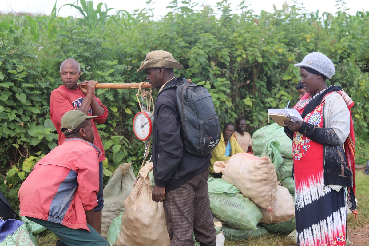 CByumba's tweet photo. 3/3: ...byavuyemo imbuto nziza izatuburwa ku rwego rukurikira rwa #base. Hakurikiyeho igikorwa cyo kwegeranya umusaruro wose wasaruwe uyu munsi kugira ngo ubashe kugezwa mu #buhunikiro bwa Koperative. @rulindodistrict , @EUinRW , @CByumba . https://t.co/v7wDDXQIau