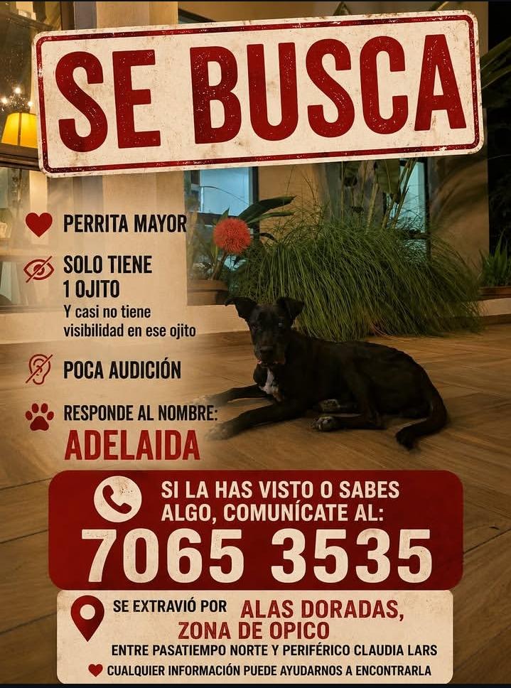 lyssitta's tweet photo. SERVICIO SOCIAL ✅️
#SEBUSCA 📣
#EXTRAVIADA ‼️

Se perdió entre el encuentro opico y el redondel claudia Lars
No ve de un ojito
Y es viejita
Responde al nombre de "ADELAIDA" https://t.co/DkRpMcedMF