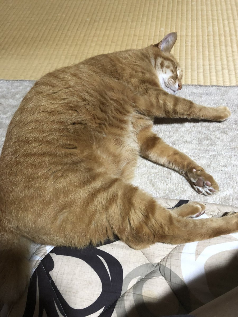 森聖華 tweet media