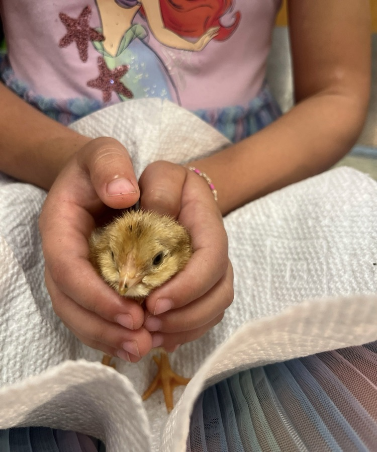 FredonFox's tweet photo. After setting and caring for eggs for 21 days, the preschool students witnessed the miracle of birth as their chicks hatched in class! https://t.co/c6qCwaeirt