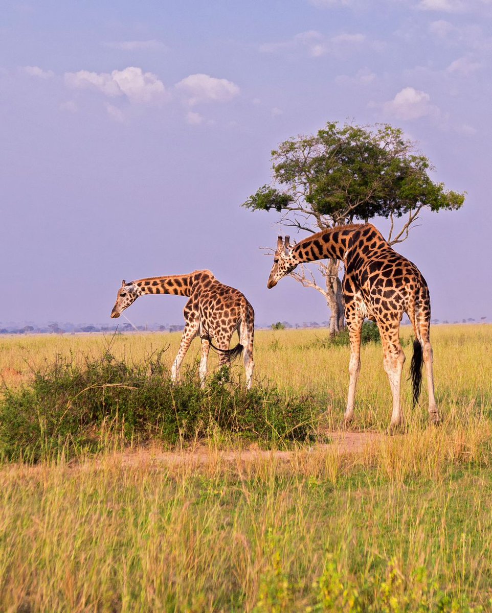 GideonSsekidde's tweet photo. You have to experience Tilenga Safari for yourself. The vibes are real, and Uganda's beauty is on another level.Stop waiting, start exploring
#GoldenPosts #TilengaSafari #TourUganda @MTWAUganda https://t.co/QWw0V7TEjr