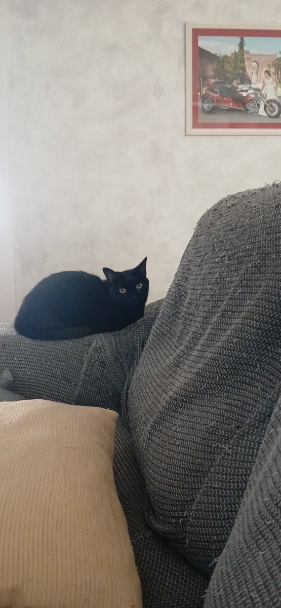 crisperanton's tweet photo. @Neinei_art Hola!!!! Te presento a mi pompon!!! Espero q estos ojazos te alegren la tarde🥰 https://t.co/sKXuRlCSe1