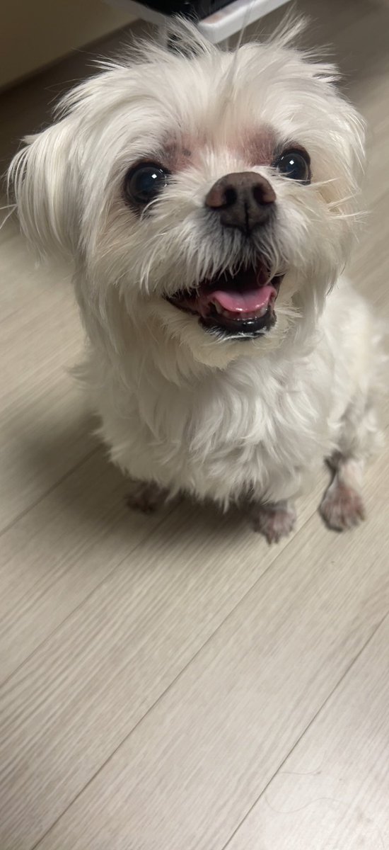 bacssobagi's tweet photo. 행복개 https://t.co/oeXLaj8FV2
