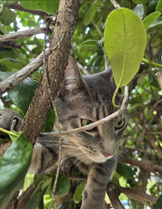 Martins_Kitties's tweet photo. ready to explore https://t.co/HoyYGKizYE