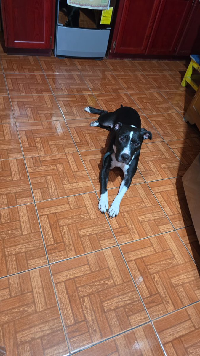 Ari_Arciniega6's tweet photo. Recuerdas a Tyson es el bello 🐕 que le temía a la lluvia y que en alguna ocasión lo dejaron plantado , el día de ayer y después de una larga investigación  , su adoptante por fin lo recibió en su Nuevo Hogar Agradecida infinitamente con la familia Serna por haberlo recibido 🫂 https://t.co/OZJ4BZMJRT