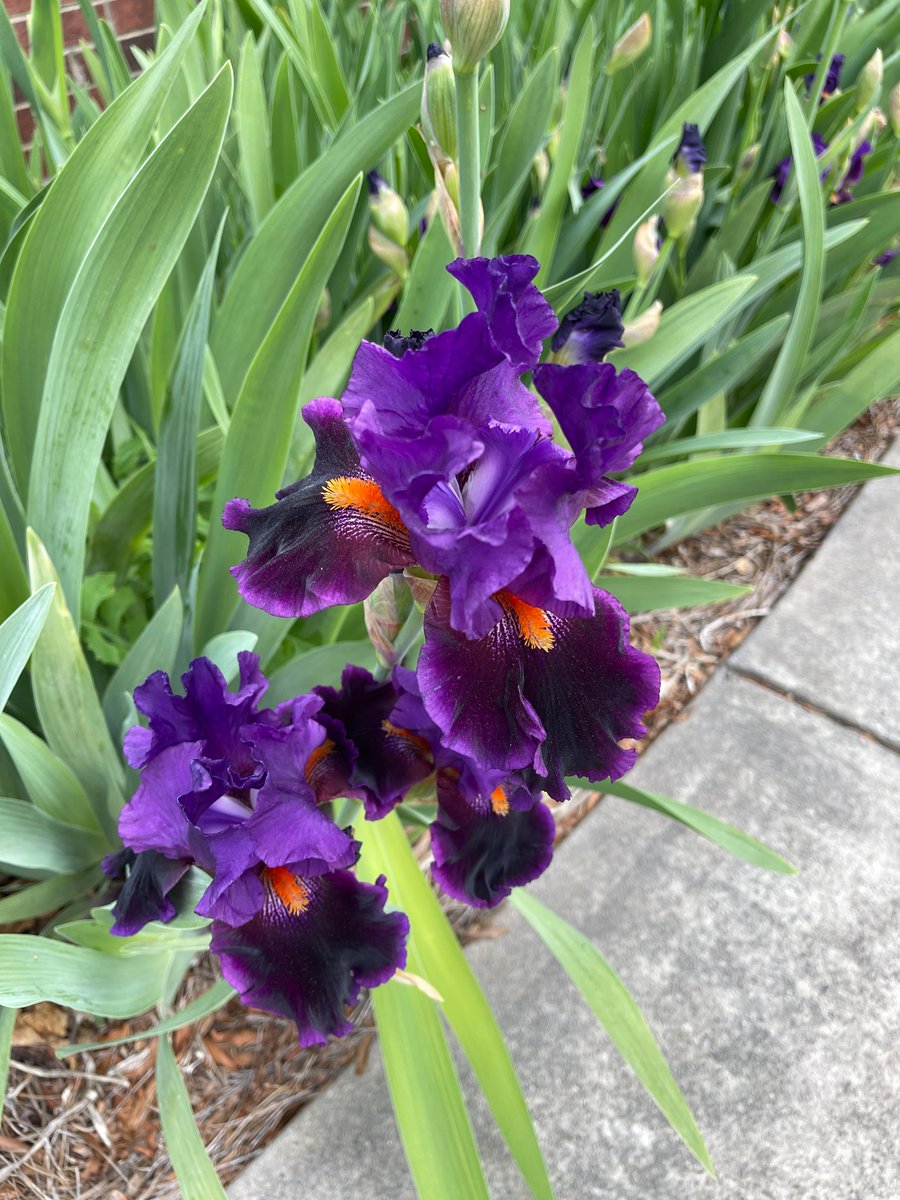 surrycc's tweet photo. ✨ Campus Feature ✨

In case you missed the beautiful iris blooms on the Dobson campus...a reminder that nature and learning thrive side by side 🌺💙 https://t.co/PSj5UvKC7X