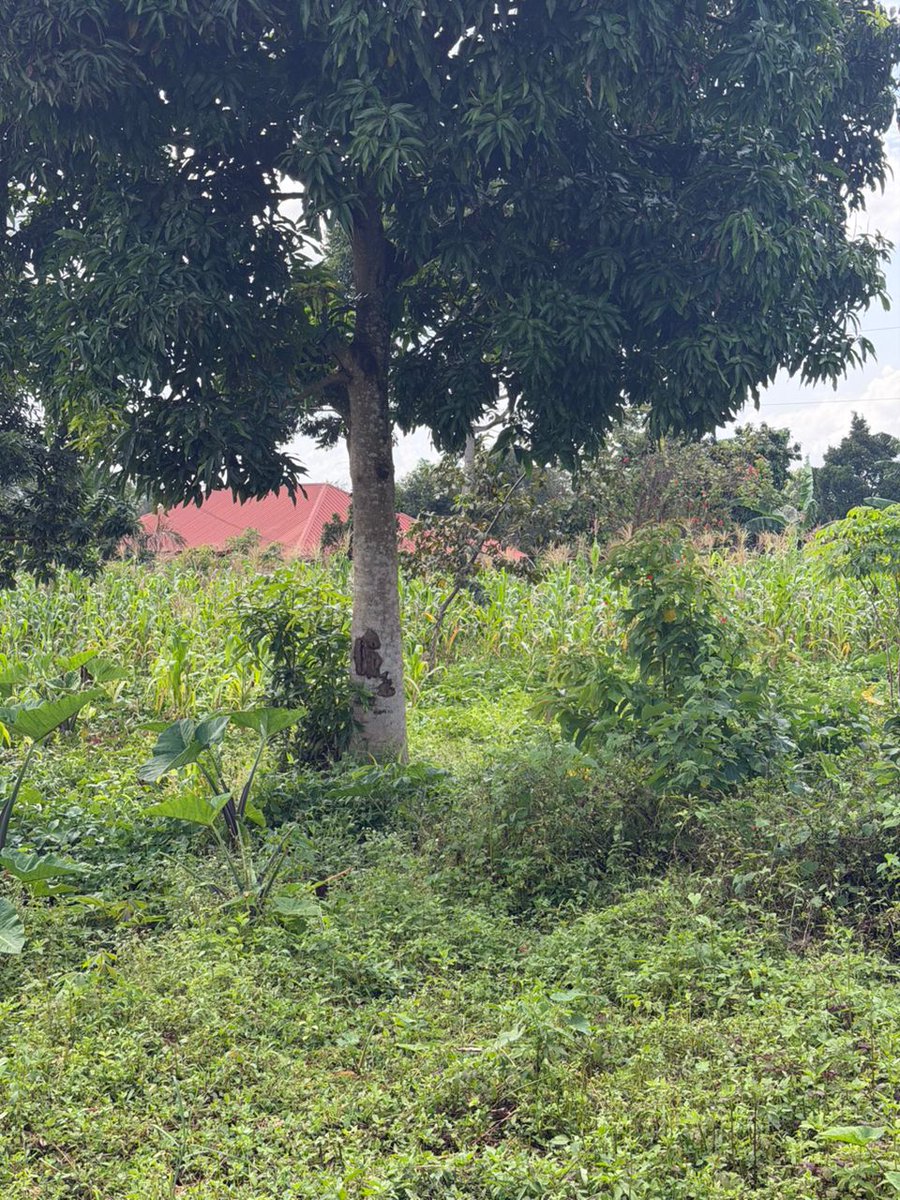 Maju Properties services Ltd Kampala,Uganda tweet media