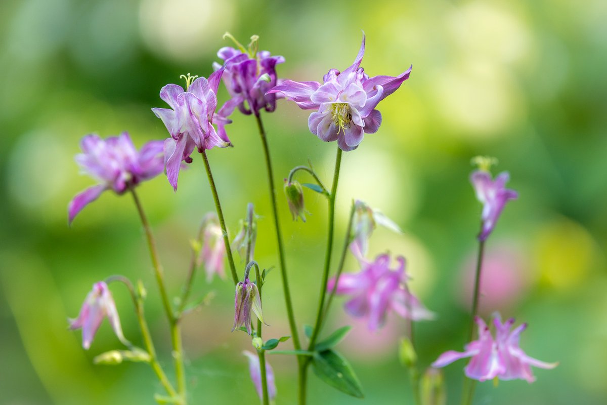 andrewswalks's tweet photo. A few from the garden today https://t.co/Td45nVZpVK
