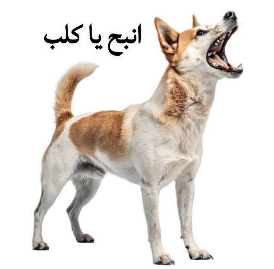 العميد 🏆 بـطـل الحــارقة عشـر🏆 tweet media