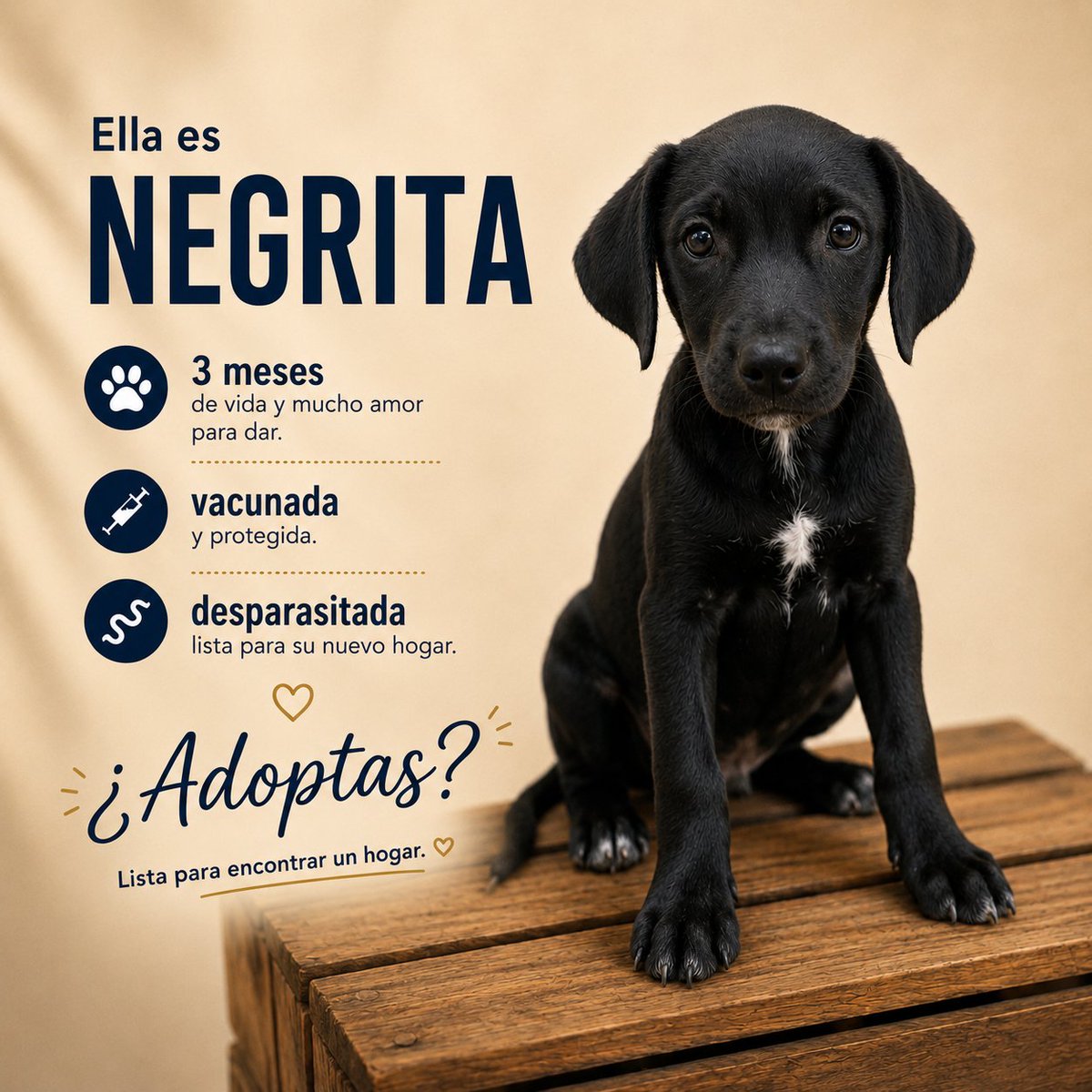 SPAT_AC's tweet photo. Cachorras en adopción responsable.
Su mamá fue abandonada embarazada cuando sus dueños se mudaron. Tuvo 8 bebés; aún quedan 4 buscando hogar.
Una hermanita está en recuperación porque fue golpeada y aún no puede adoptarse.
Ayúdanos compartiendo. 
#Adopta #Tampico https://t.co/AKbDEMBji5